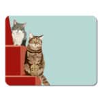 TOVAGLIETTA ANIMAL HOUSE CATS IN THE STAIRS